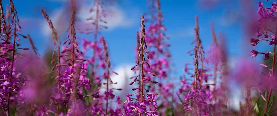 Weidenröschen bei Prostatavergrößerung oder Alternativen besser?