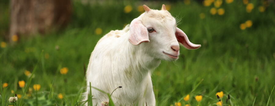 Ziege auf einer Blumenwiese